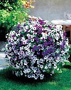 Annuali Petunia